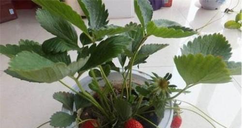 盆栽草莓种植指南（快速掌握种植技巧，享受自家草莓的美味）