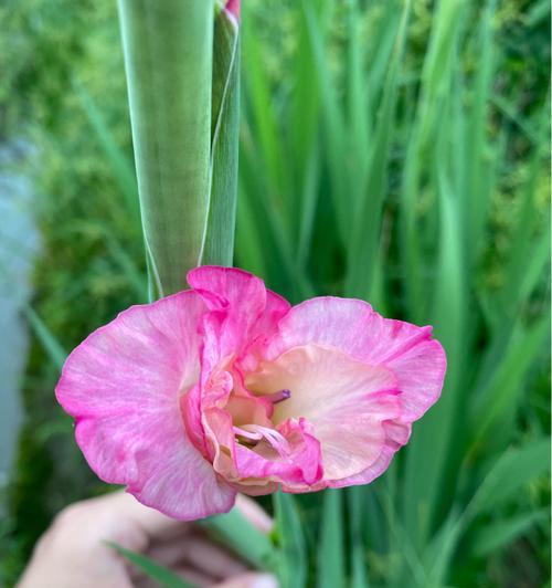 唐菖蒲的种植技巧（打造家庭花园的特色植物|唐菖蒲种植）