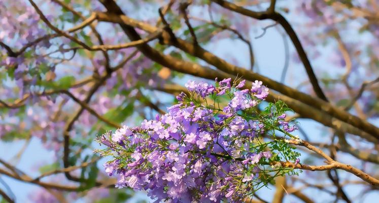 蓝花楹的开花结果（生长、花期、果实以及应用价值）