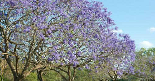 蓝花楹的开花结果（生长、花期、果实以及应用价值）