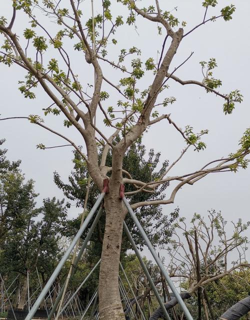 红果冬青树的种植与管理（学会这些方法，让红果冬青树在家轻松生长）