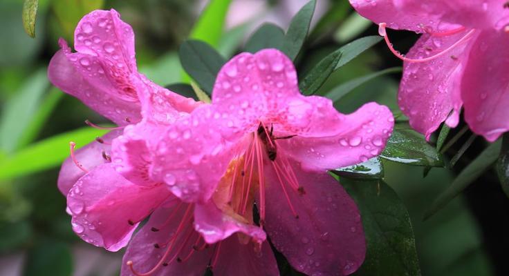 杜鹃花品种大全（探究杜鹃花的品种及特点）