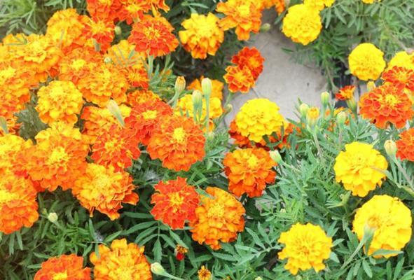 走进秋天的花海（探秋花之美，感受秋日气息）