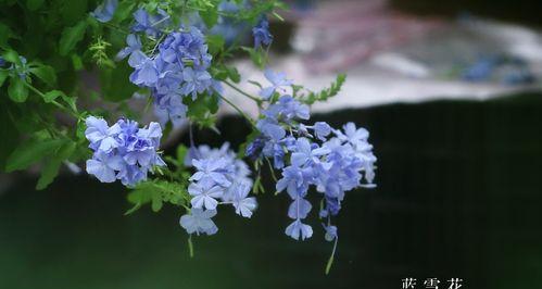 蓝雪花如何发芽？（解密蓝雪花生长的奥秘，让你看懂花儿的语言！）