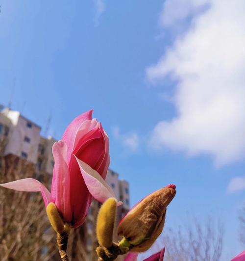 春天花开，诉说生机（以梅花为主，迎接春天的到来）