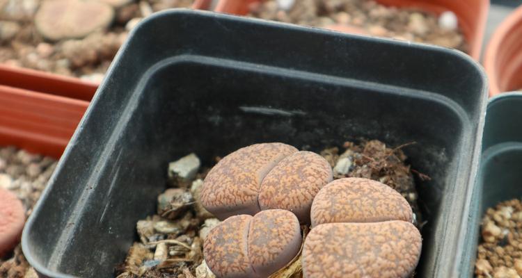 生石花开花时间和观赏技巧（掌握这些关键点，让你轻松欣赏生石花）