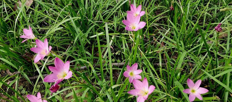 种植韭菜莲（从选种到收获全程指南，打造精品水果园）
