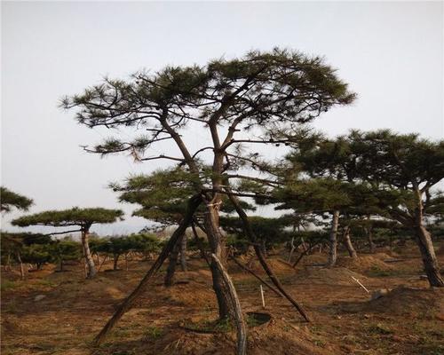 探秘华山松的独特之处（华山松的形态、生态与文化遗产）
