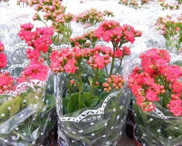长寿花的冬季养殖技巧（让长寿花在寒冷的冬天绽放生机）
