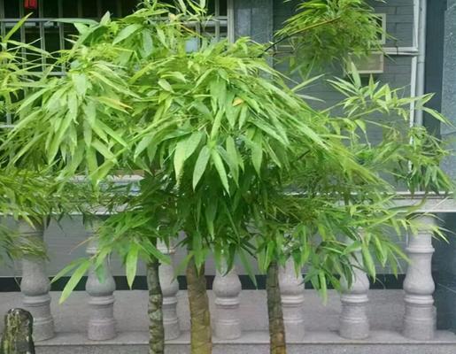 为什么盆栽竹子会出现黄叶？（寻找盆栽竹子黄叶的根源，掌握解决方法，提高养护水平。）
