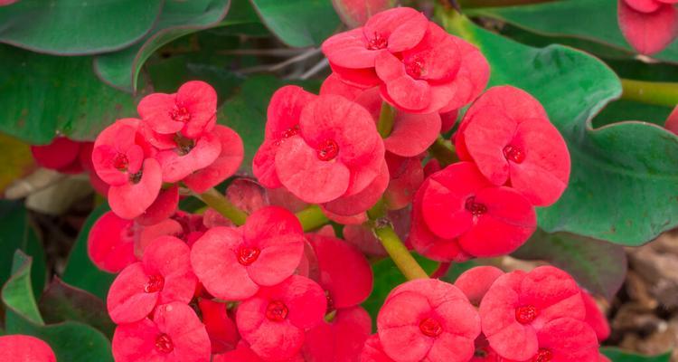 寒冬也有开花的奇迹——冬季开花的花卉种类（探究冬季开花的奥秘，挖掘寒冬里的美丽）
