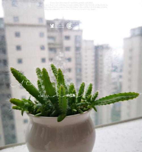 火龙果盆栽养护全攻略（让你的家中也能种出夏日风味的热带水果）
