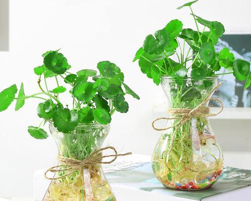 适合水培的10种室内植物（让你的家居更绿色、更舒适）
