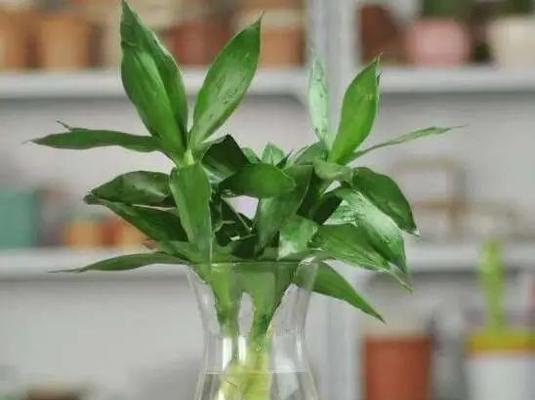 适合水培的10种室内植物（让你的家居更绿色、更舒适）
