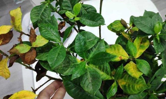 如何拯救濒死的栀子花（教你正确护理栀子花，让它重新焕发生机）
