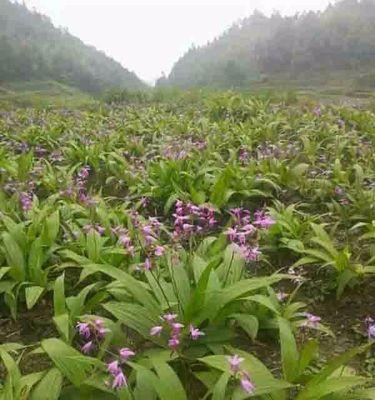 白芨种植技术（学会白芨种植，收获丰富）
