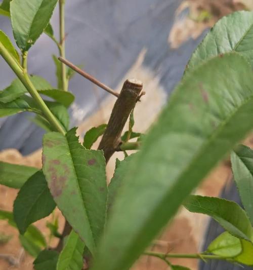 守护桃树健康，有效防治病虫害（从“四防一控”出发，以“生物防治”为主，保护果树生态环境）
