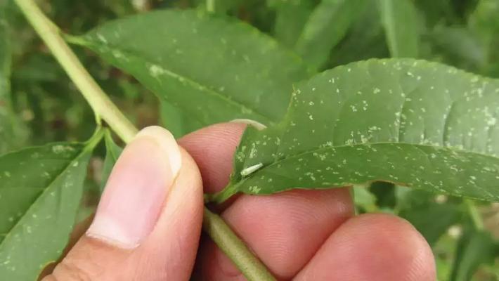 守护桃树健康，有效防治病虫害（从“四防一控”出发，以“生物防治”为主，保护果树生态环境）
