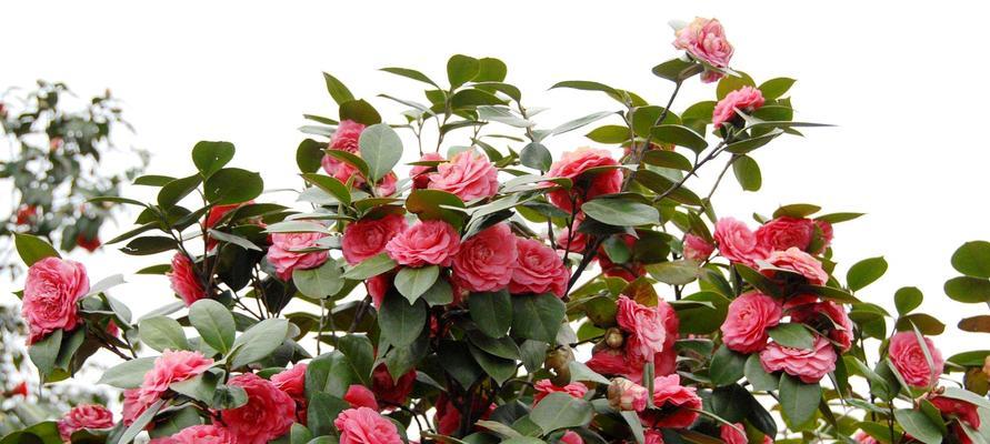 四季金银花花期多长