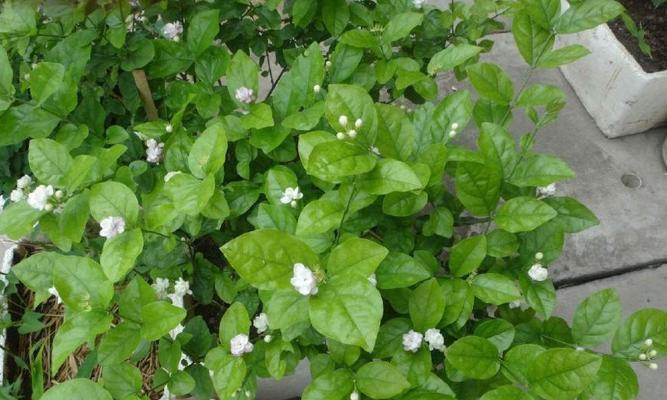 茉莉花盛开季节（细数茉莉花开放的美妙时光）
