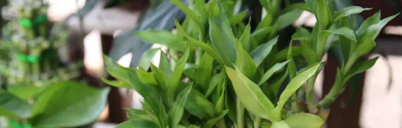 如何救活发黄的富贵竹叶子（冬季养护关键，营养补给让富贵竹健康茁壮）
