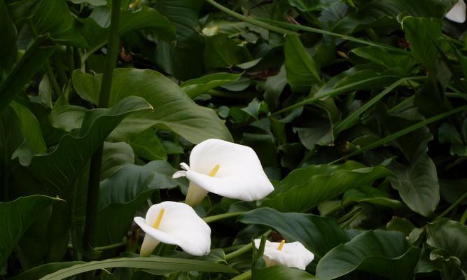 纯洁如雪——盘点白色花朵及其寓意（探寻白色花朵的美丽与神秘，揭示花语背后的含义）
