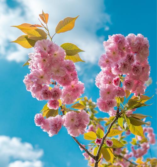 春天之美（探寻春日里最有代表性的花——樱花）
