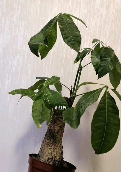如何养护发财树（养护方法，让发财树更加茂盛）
