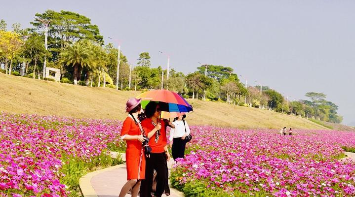 格桑花种植全攻略（时间、地点、方式一网打尽，从小白到大神只需要掌握这个）
