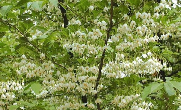 野茉莉——芳香四溢的妙不可言之花（探秘野茉莉的种类、生长习性、特点和用途）
