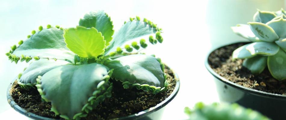 10种养不死的植物，让你变身植物大王（打破养花难的神话，这些植物简直是“不死之身”）
