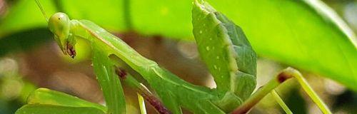 如何养护健康的凤尾花（凤尾花养护技巧详解，让您的花园更加绚丽多彩）
