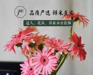 探寻扶郎花花之美（一朵朵娇艳的扶郎花，浪漫的花语与传说）
