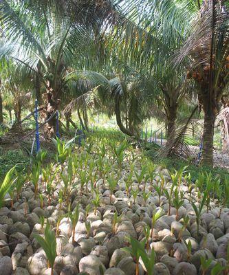 如何种植健康的椰子树？（掌握这些技巧，让你的椰子树茁壮成长！）
