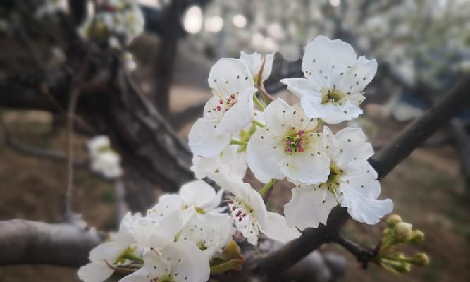 梨花盛开时节（春天里的美丽风景）
