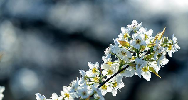 梨花盛开时节（春天里的美丽风景）
