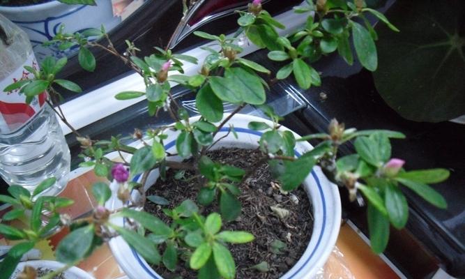 杜鹃花叶子掉光了还能救活吗？（如何挽救萎靡的杜鹃花？——杜鹃花叶子掉落的救治方案）
