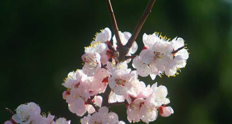 三月花开特点（盛开在春天的精彩花卉）
