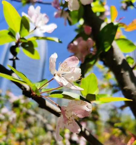 长寿冠海棠何时开花？（探访长寿冠海棠花期、品种特点和栽培技巧）
