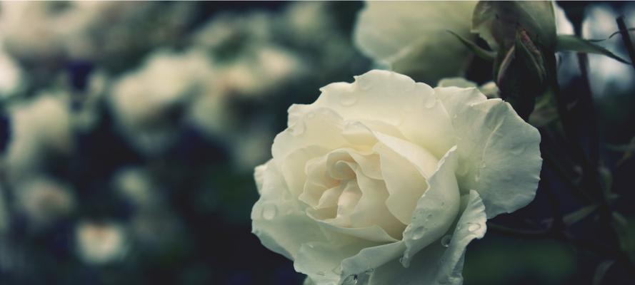 白色玫瑰花的意义（探寻白色玫瑰花的美好和神秘）
