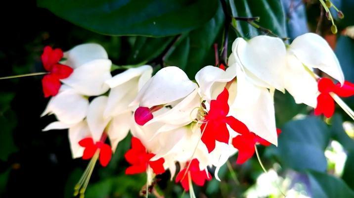 龙吐珠花的繁殖方法（从种子到开花，详细介绍龙吐珠花的繁殖过程）
