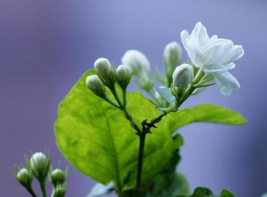 双色茉莉花养殖全攻略（注意事项让你轻松打造花园芳香）
