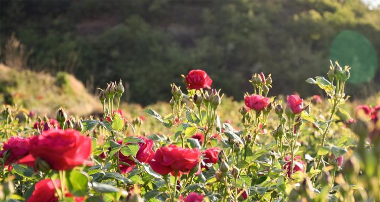玫瑰花种植指南（时间、方法、关键技巧）
