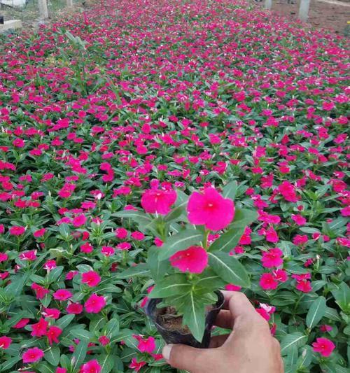 如何种植长春花种子（种子选购与播种技巧，让你轻松打造花园）
