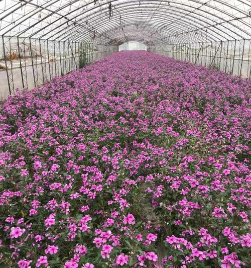 如何种植长春花种子（种子选购与播种技巧，让你轻松打造花园）
