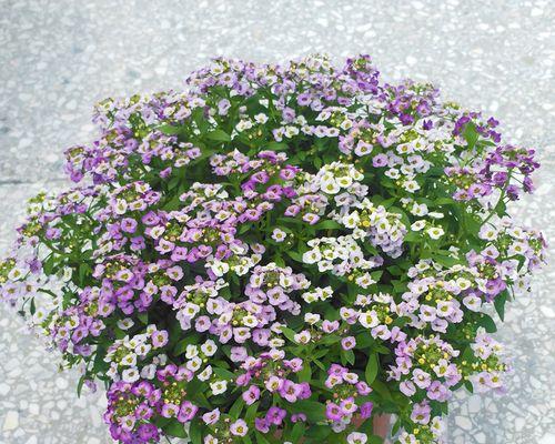 如何种植香雪球（一步一步教你成功种植香雪球，轻松享受美丽花园）
