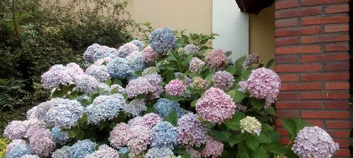 如何种植绣球花（从选地到养护，全面了解绣球花种植技巧）
