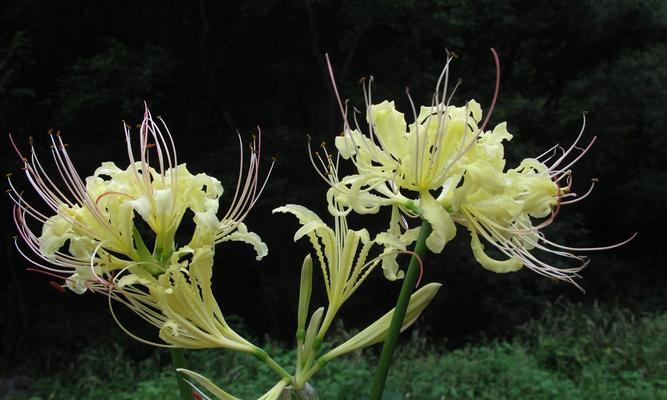 秋意浓郁的彼岸花（长叶子，不同于往常）
