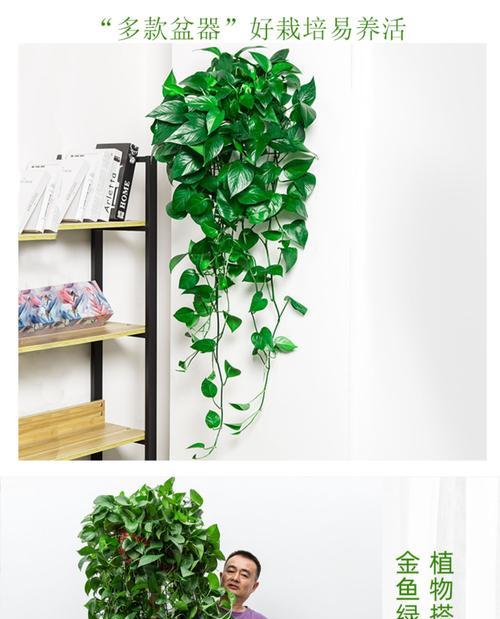 爬墙植物品种大全，打造美丽的绿色墙（了解这些品种，让您的墙壁变成绿色世界）
