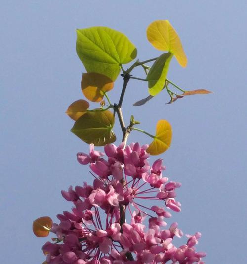 为什么紫荆花会枯萎？（探究紫荆花枯萎的原因，如何有效保护紫荆花健康）
